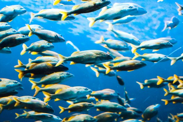 nong-vang-wcMK9KKbmms-unsplash nong-vang-wcMK9KKbmms-unsplash